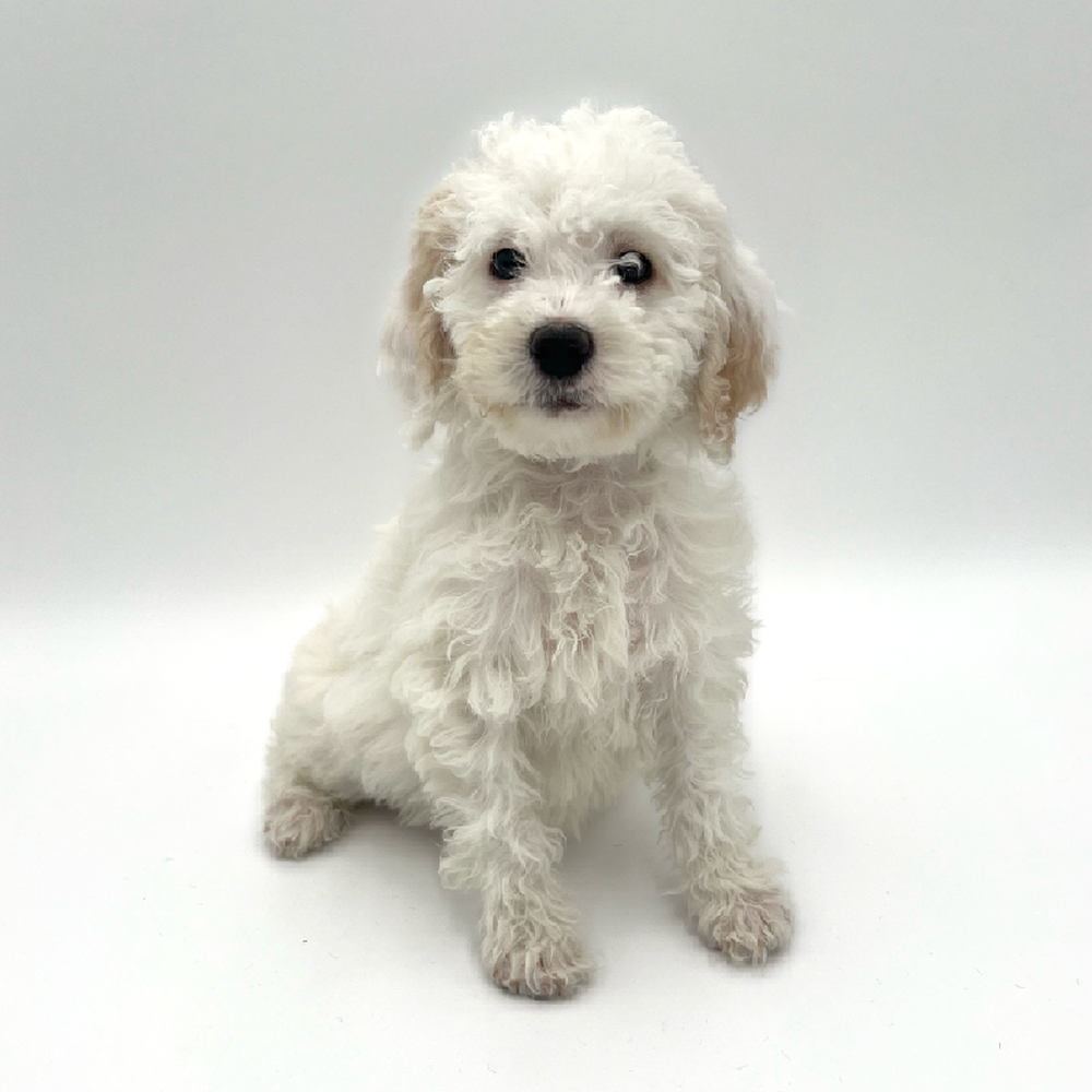Female 2nd Gen Mini Goldendoodle Puppy for Sale in San Antonio, TX