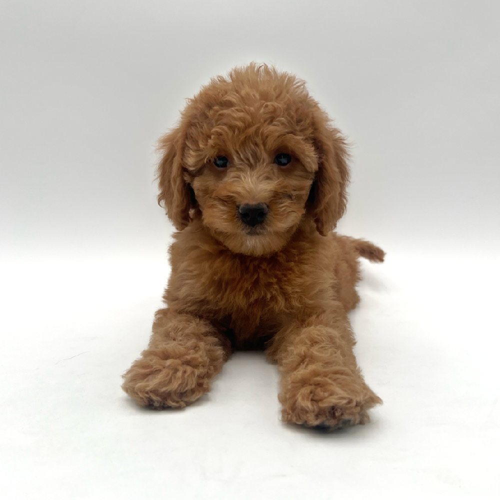 Female 2nd Gen Mini Whoodle Puppy for Sale in San Antonio, TX