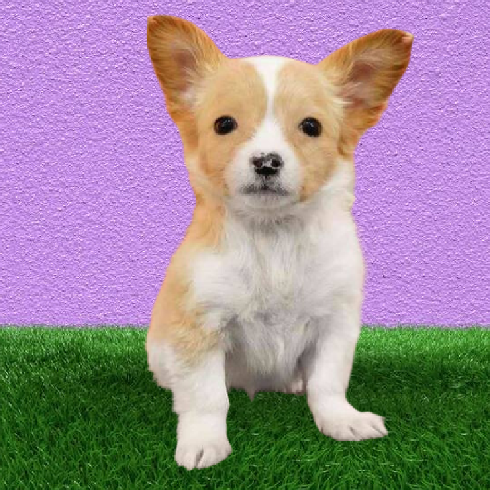 Female Chihuahua Puppy for Sale in Marietta, GA