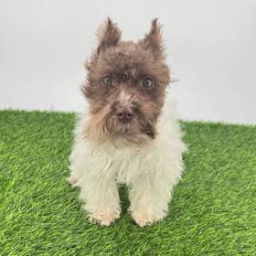 Mini Schnauzer