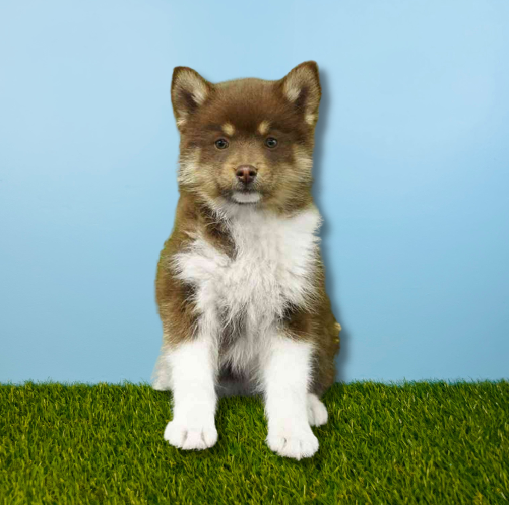 Female Pomsky Puppy for Sale in Tolleson, AZ