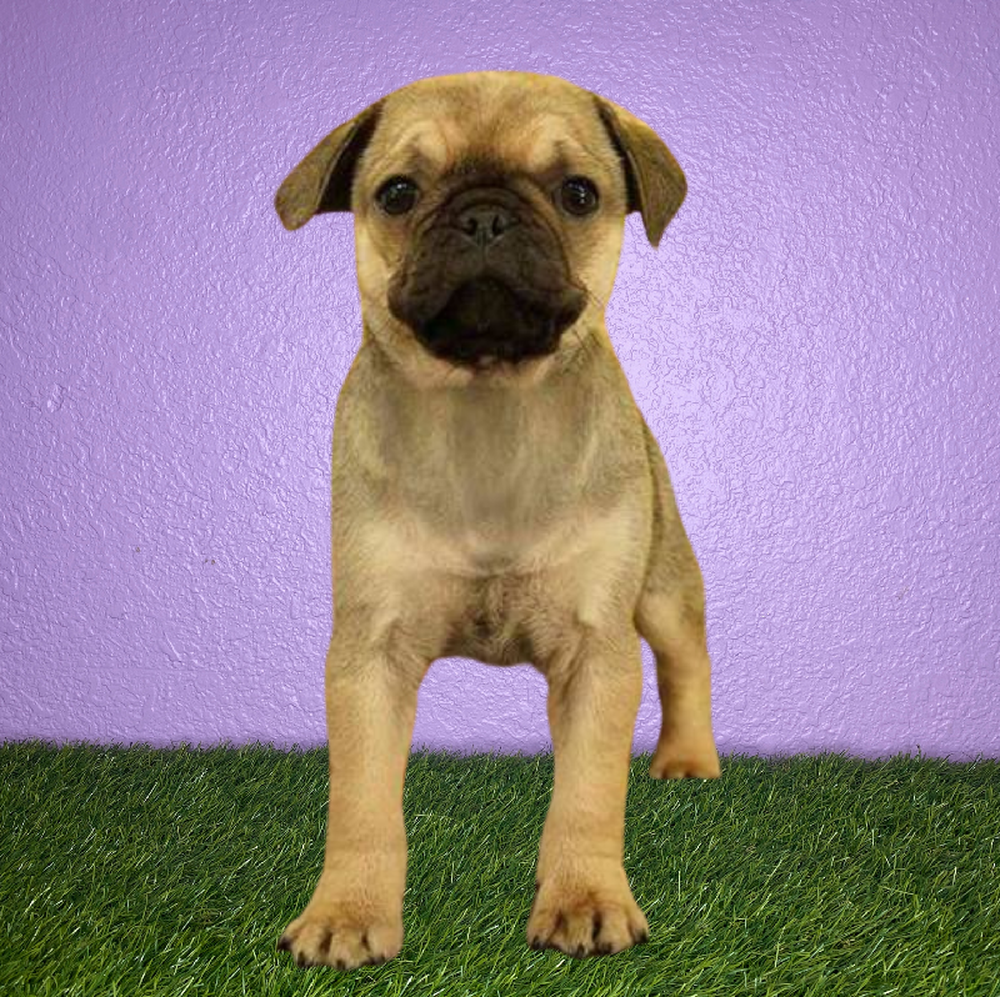 Female Pug Puppy for Sale in New Braunfels, TX