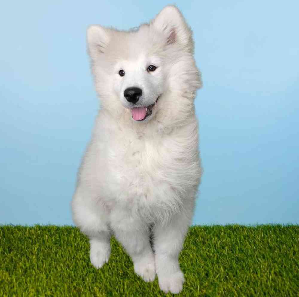 Female Samoyed Puppy for Sale in Meridian, ID
