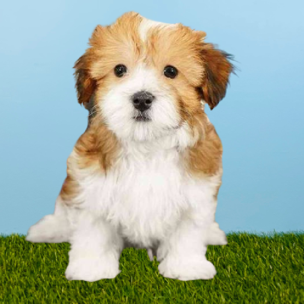 Male Yochon Puppy for Sale in Pasadena, TX