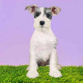 Mini Schnauzer