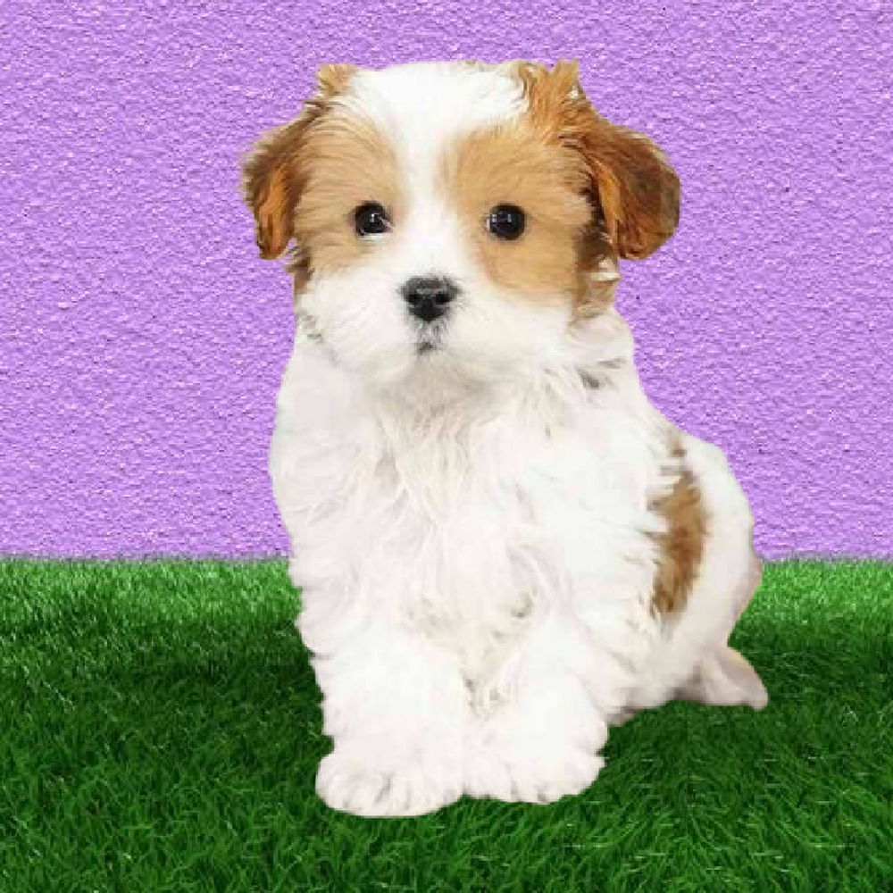 Male Yochon Puppy for Sale in Marietta, GA