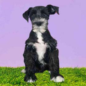 Mini Schnauzer