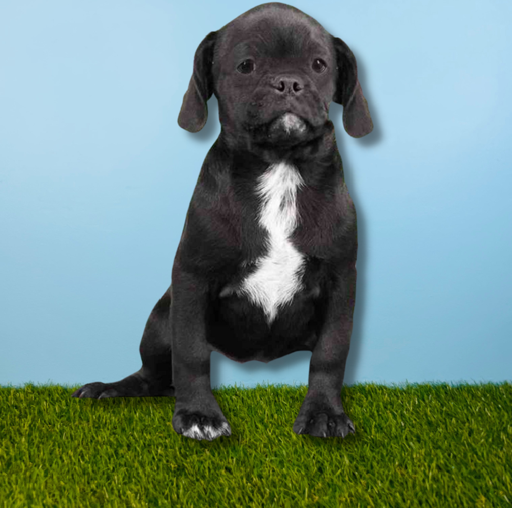 Male Puggle Puppy for Sale in Tolleson, AZ