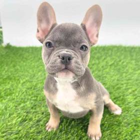 French Bulldog