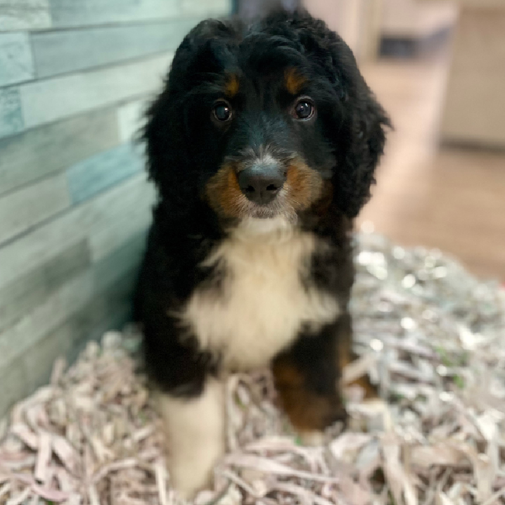 Male Bernedoodle Puppy for Sale in Puyallup, WA