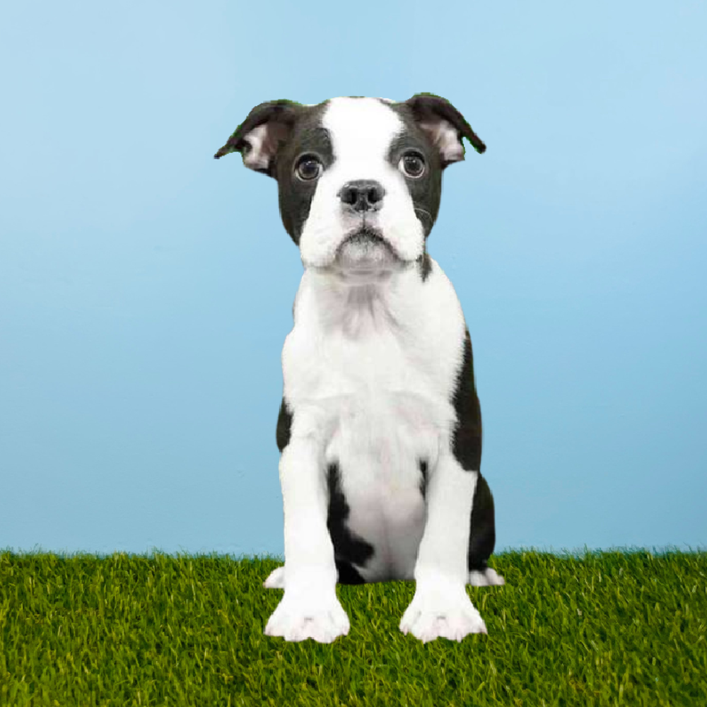 Male Boston Terrier Puppy for Sale in Pasadena, TX