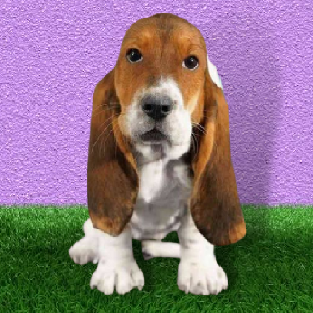 Female Basset Hound Puppy for Sale in Marietta, GA