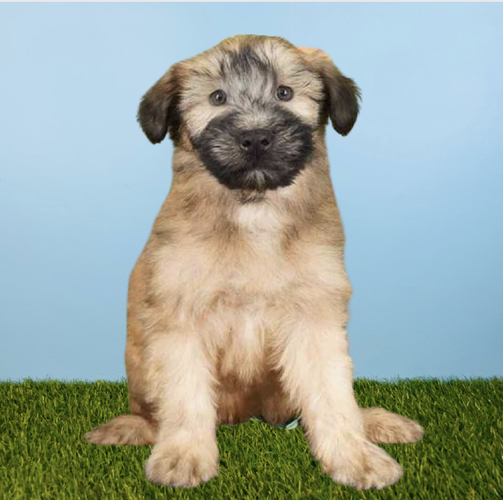 Female Soft Coated Wheaten Terrier Puppy for Sale in Tolleson, AZ