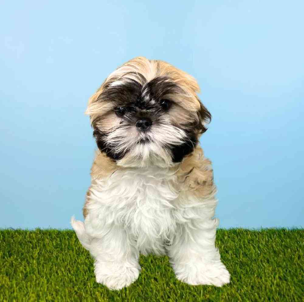 Male Shih Tzu Puppy for Sale in Meridian, ID