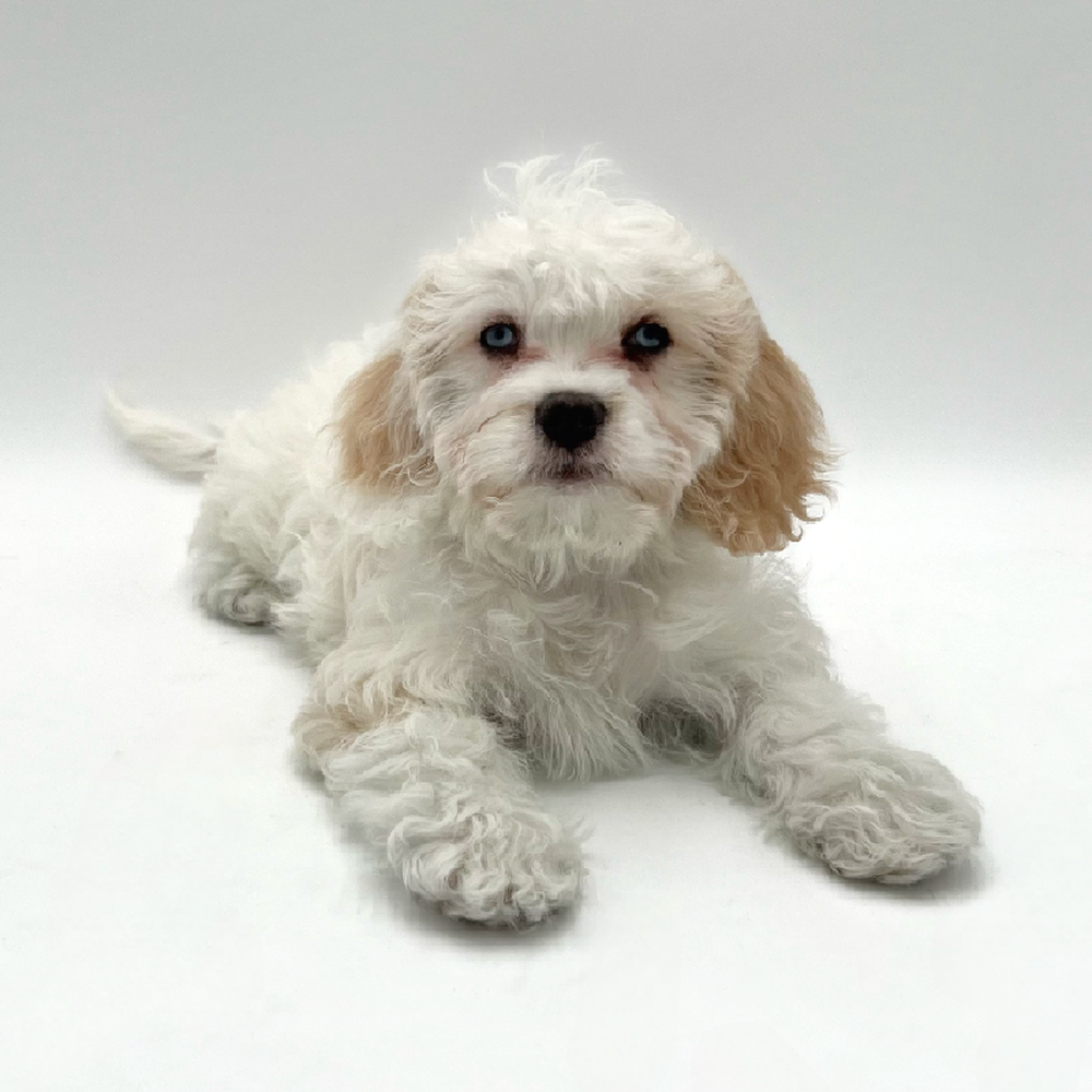 Female Cavachon Puppy for Sale in San Antonio, TX