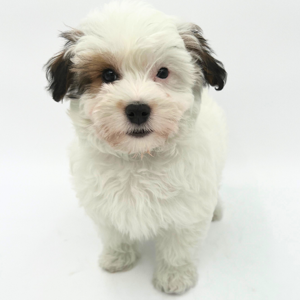 Male Maltipoo Puppy for Sale in Marietta, GA