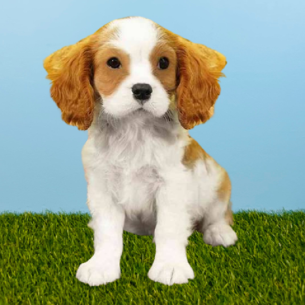 Male Cavalier King Charles Spaniel Puppy for Sale in Pasadena, TX