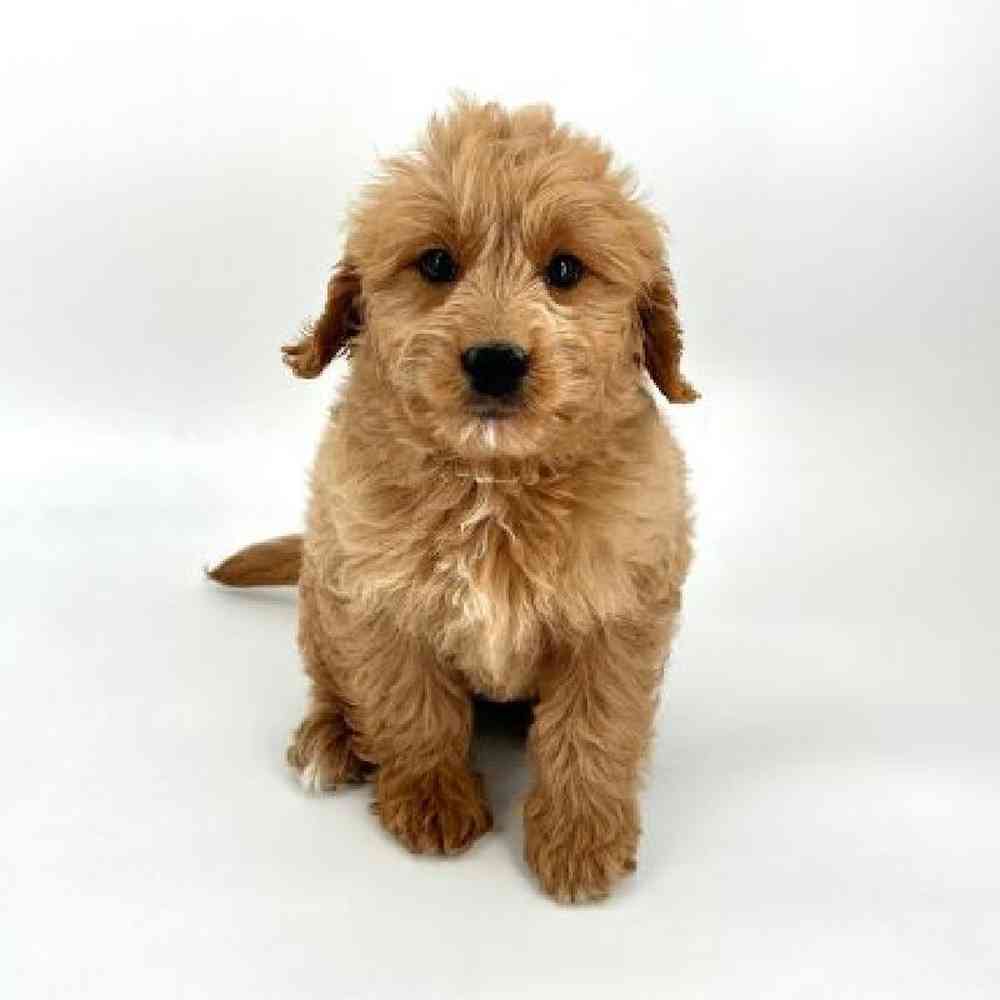 Female Mini Goldendoodle Puppy for Sale in Tolleson, AZ