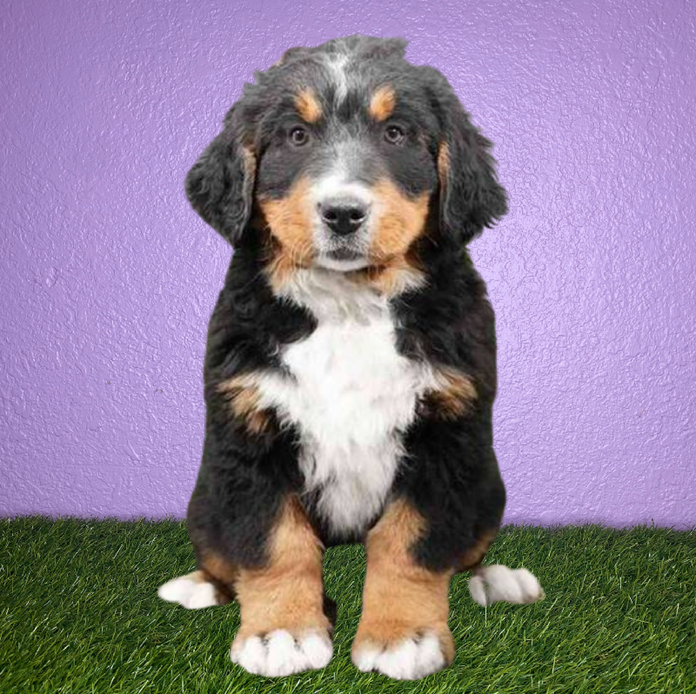 Male Bernese Mountain Dog Puppy for Sale in New Braunfels, TX