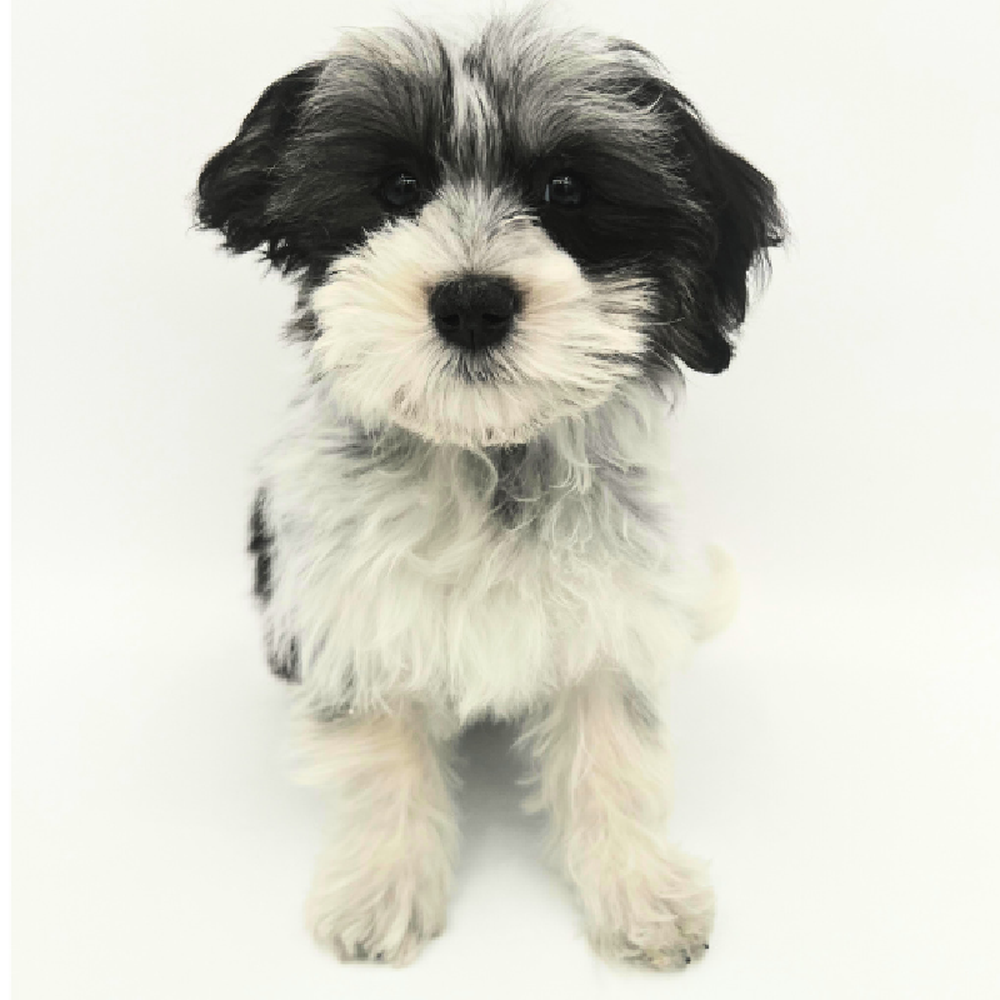 Male Coton De Tulear Puppy for Sale in Marietta, GA