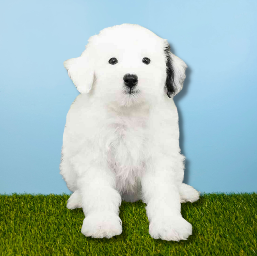 Male 2nd Gen Mini Sheepadoodle Puppy for Sale in Tolleson, AZ