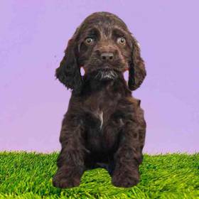 Cocker Spaniel