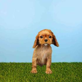 Cavalier King Charles Spaniel