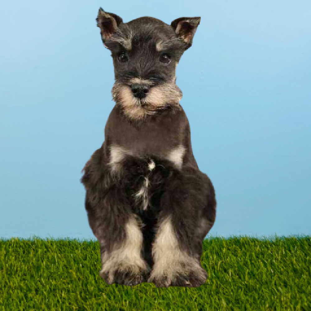 Male Mini Schnauzer Puppy for Sale in Pasadena, TX