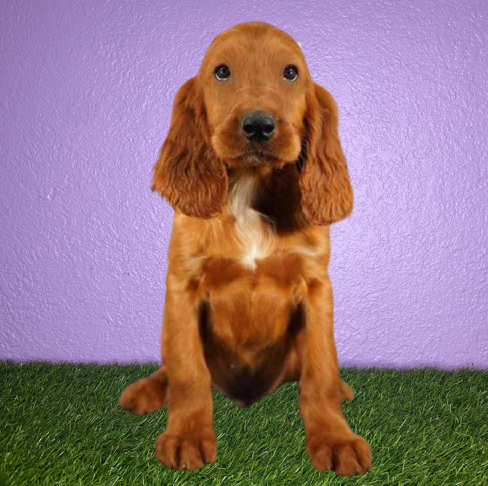 Male Irish Setter Puppy for Sale in New Braunfels, TX