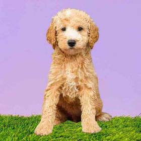 Poodle