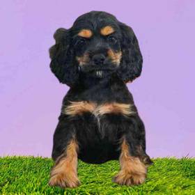 Cocker Spaniel