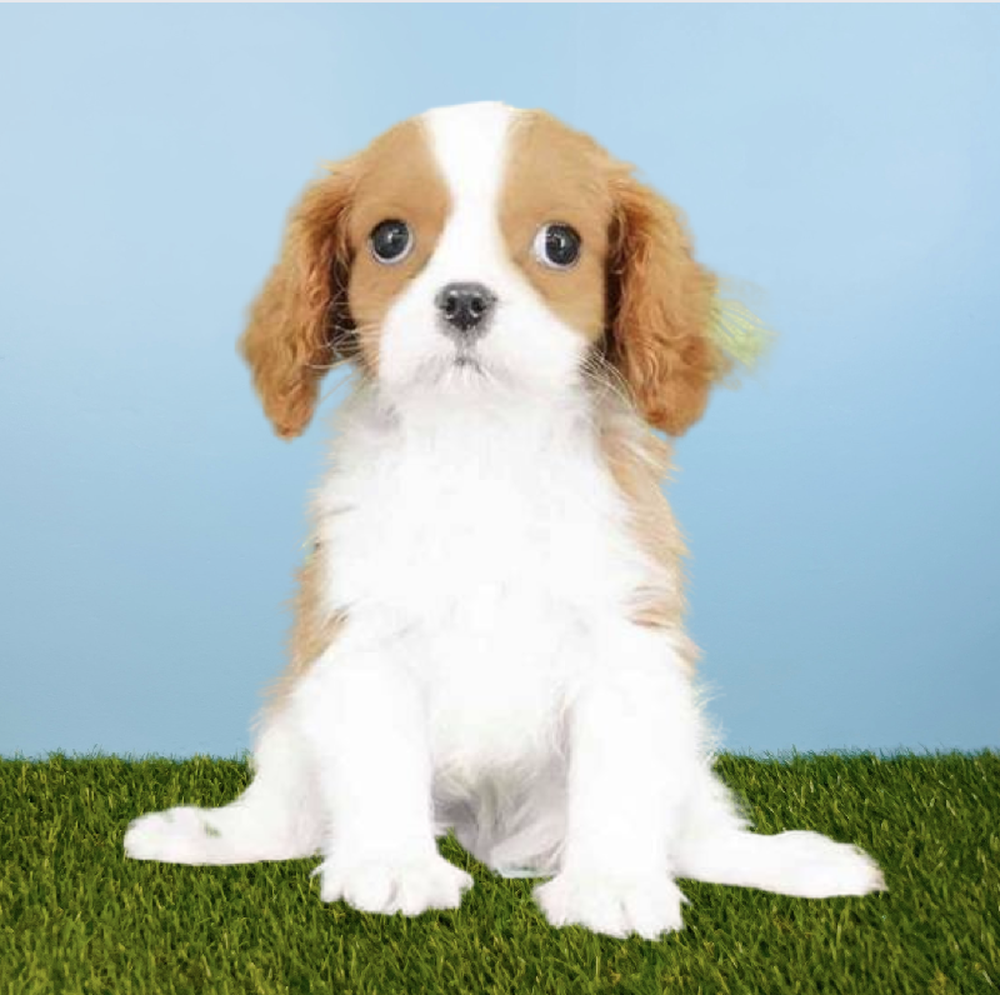 Male Cavalier King Charles Spaniel Puppy for Sale in Tolleson, AZ