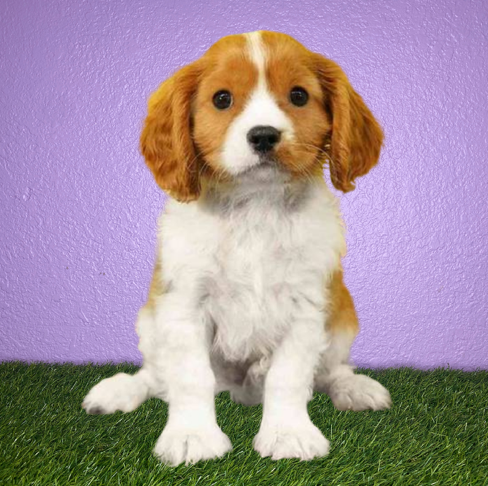 Male Cavalier King Charles Spaniel Puppy for Sale in New Braunfels, TX