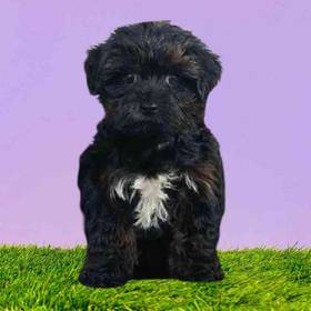 Yorkie-Poo