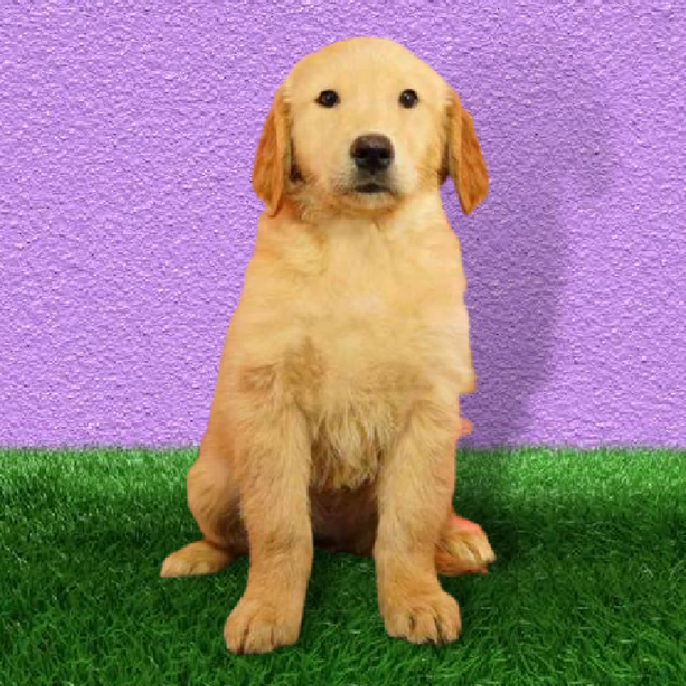 Female Golden Retriever Puppy for Sale in Marietta, GA