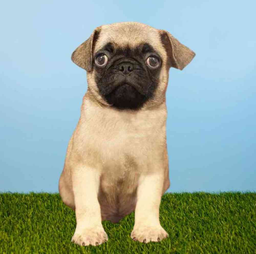 Male Pug Puppy for Sale in Meridian, ID