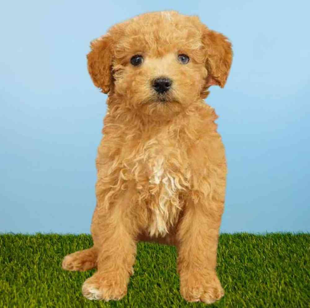 Female 2nd Gen Mini Goldendoodle Puppy for Sale in Meridian, ID