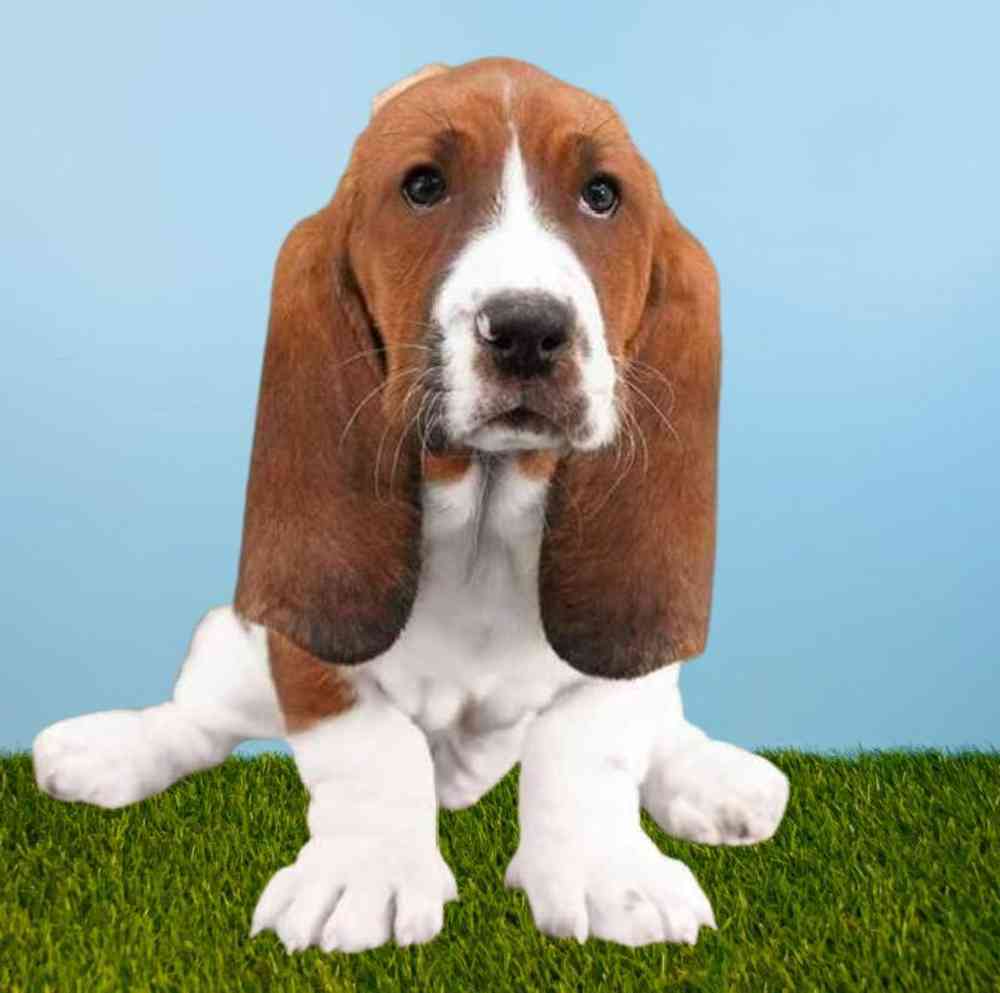 Female Basset Hound Puppy for Sale in Meridian, ID