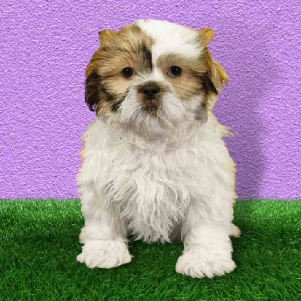 Female Shih Tzu Puppy for Sale in Marietta, GA
