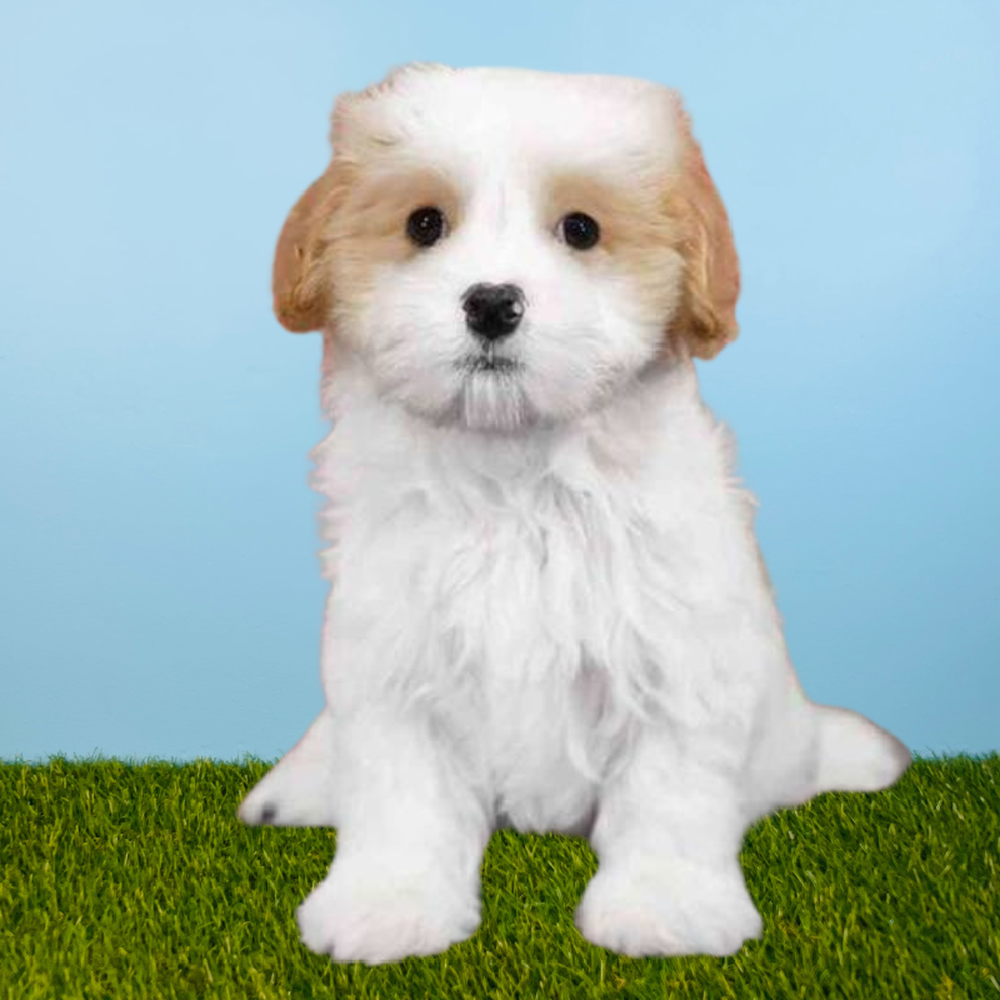Male Maltese/Cavalier King Charles Spaniel Puppy for Sale in Tolleson, AZ