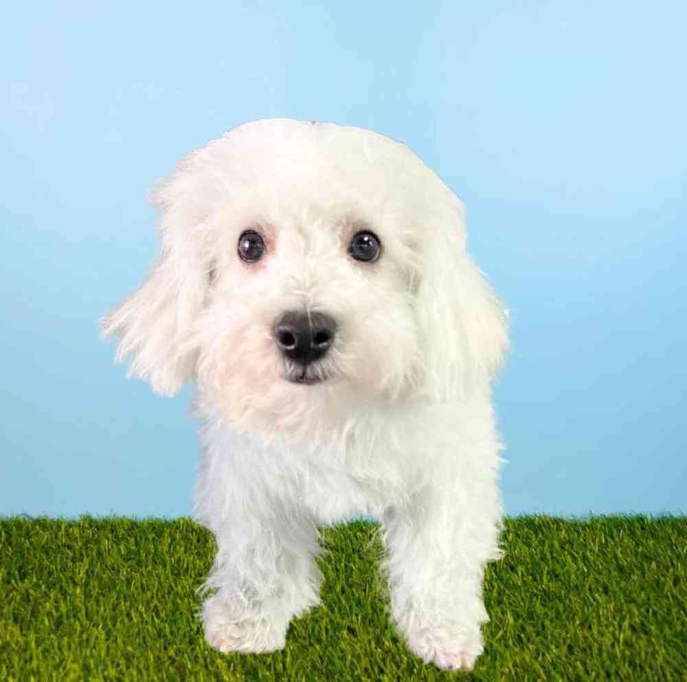 Male Bichon Puppy for Sale in Meridian, ID
