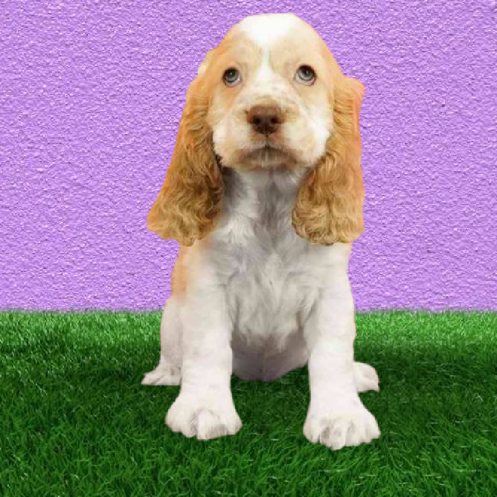 Male Cocker Spaniel Puppy for Sale in Marietta, GA