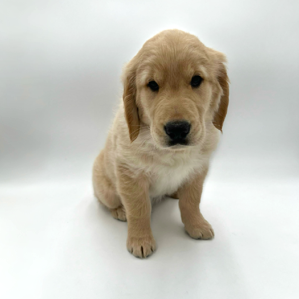 Male Golden Retriever Puppy for Sale in San Antonio, TX