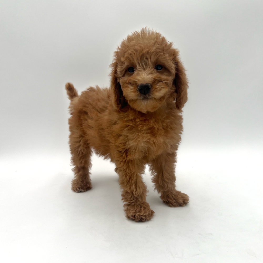 Female 2nd Gen Mini Whoodle Puppy for Sale in San Antonio, TX