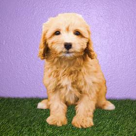 Cavachon-Poodle