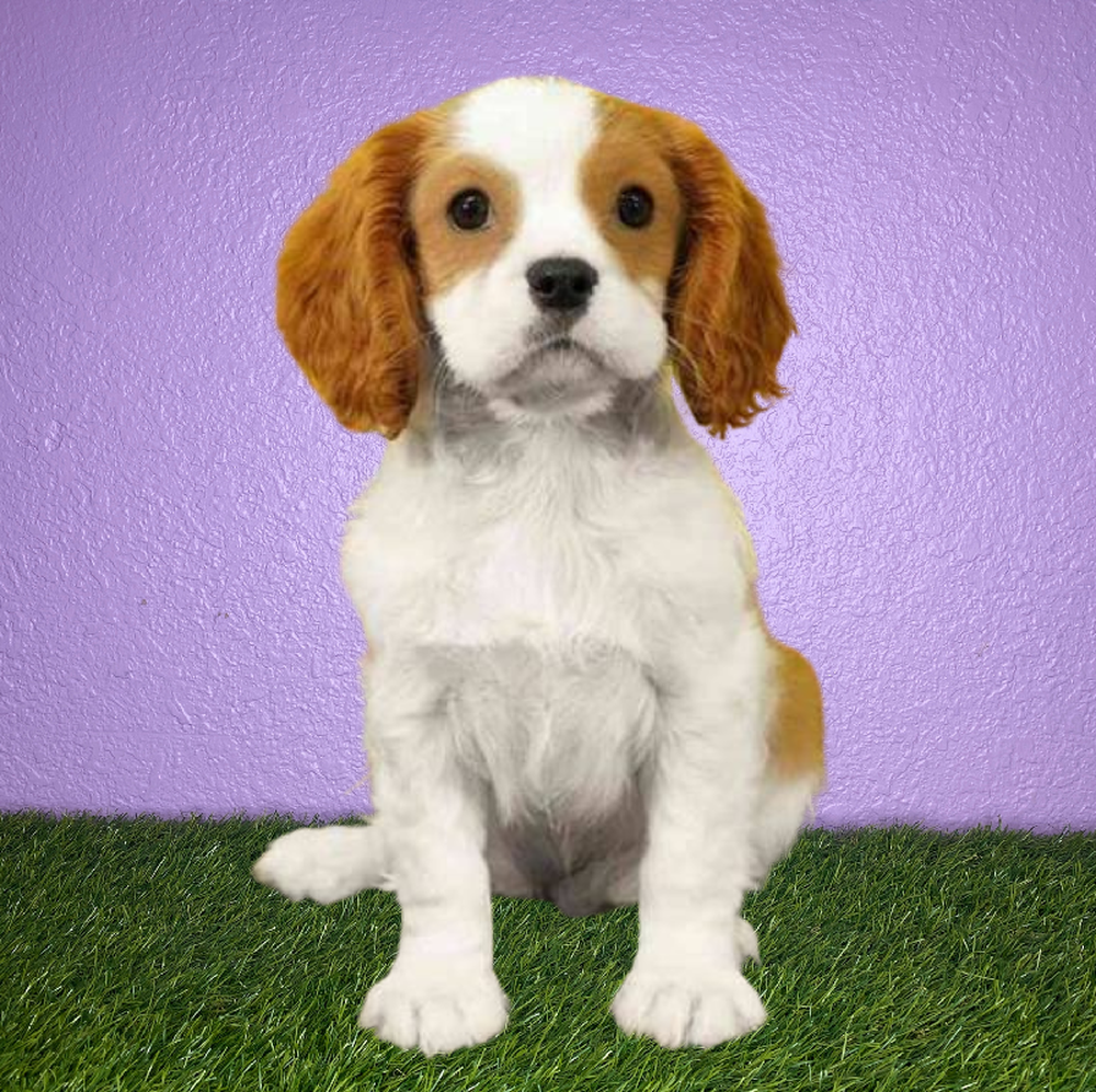 Female Cavalier King Charles Spaniel Puppy for Sale in New Braunfels, TX