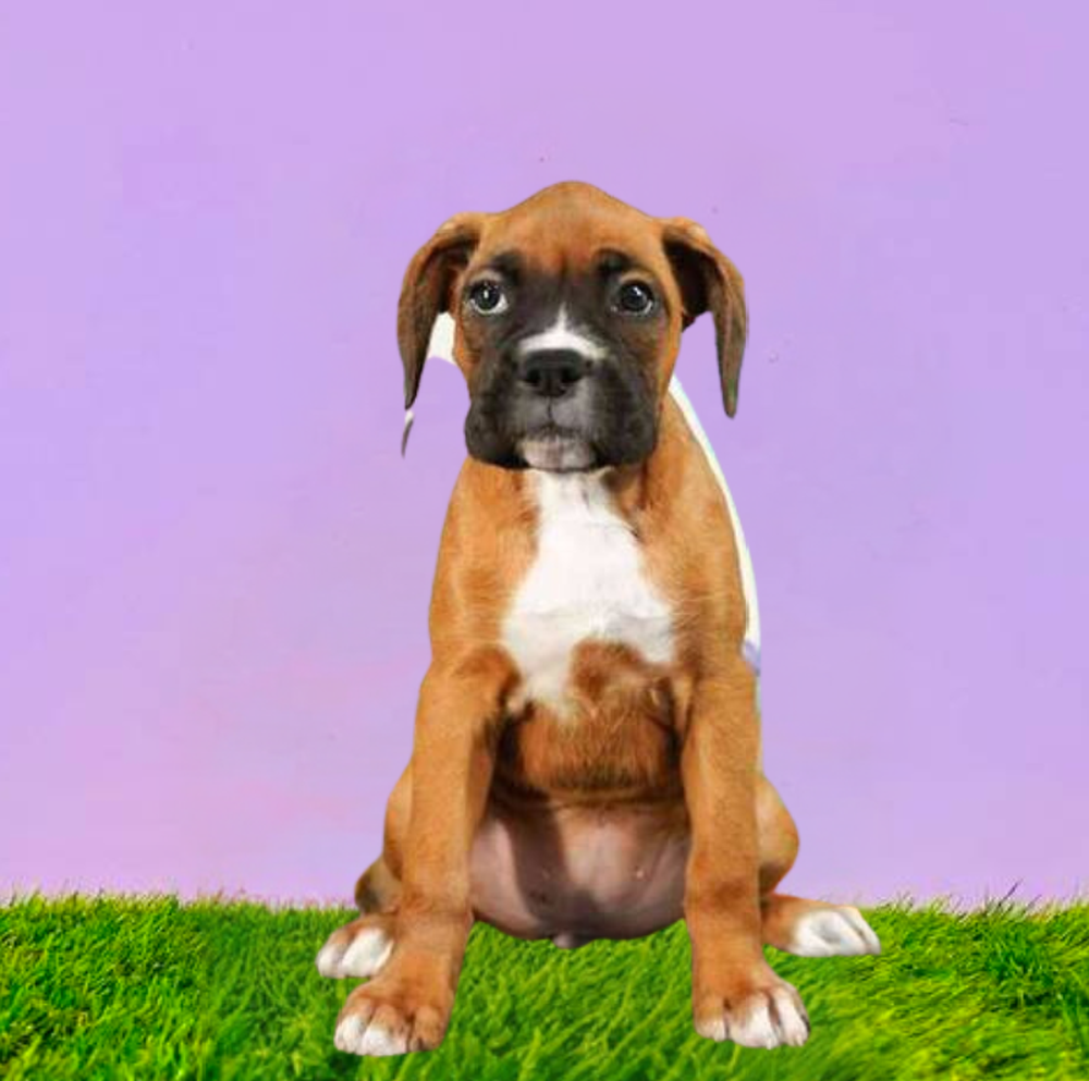 Female Boxer Puppy for Sale in Marietta, GA