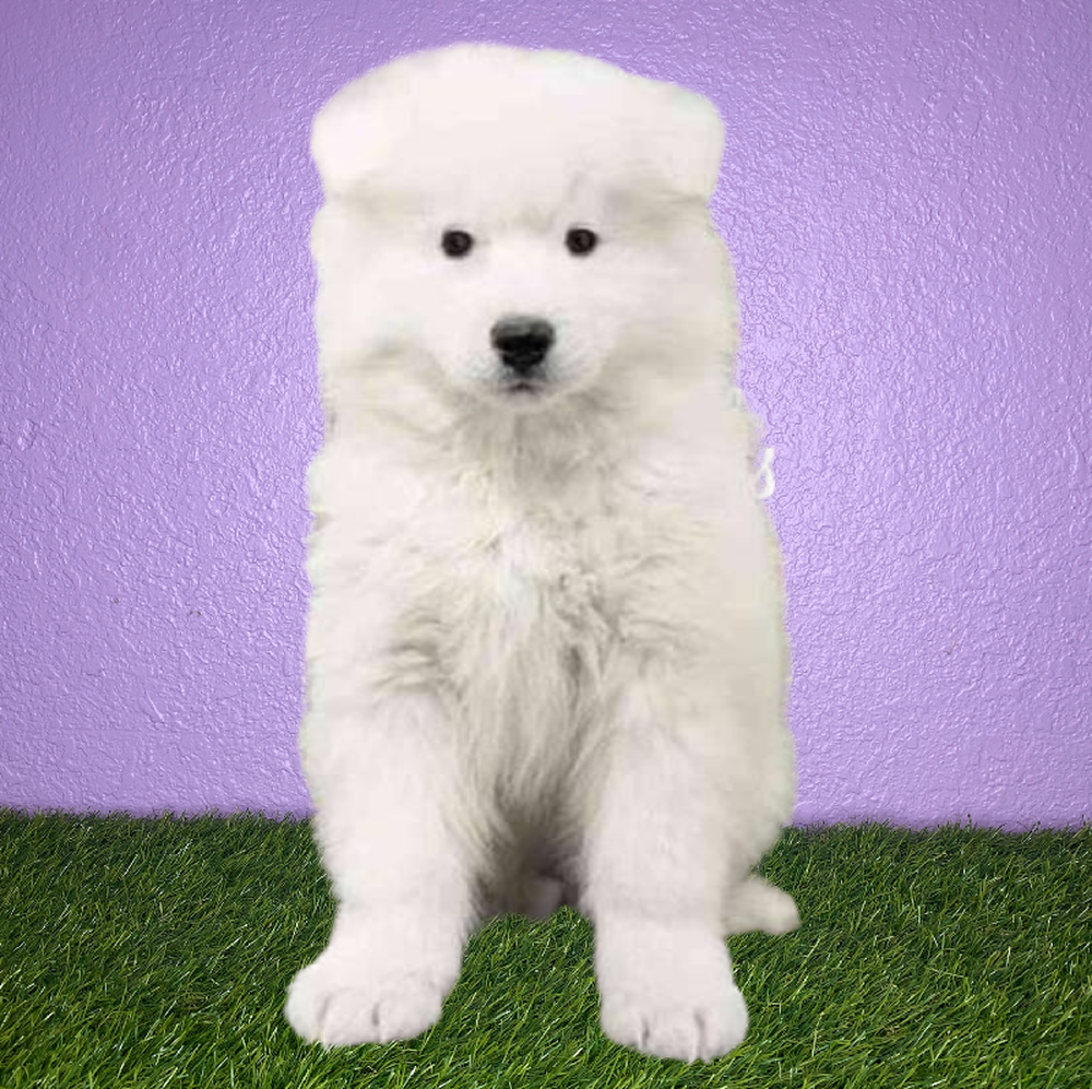 Male Samoyed Puppy for Sale in New Braunfels, TX