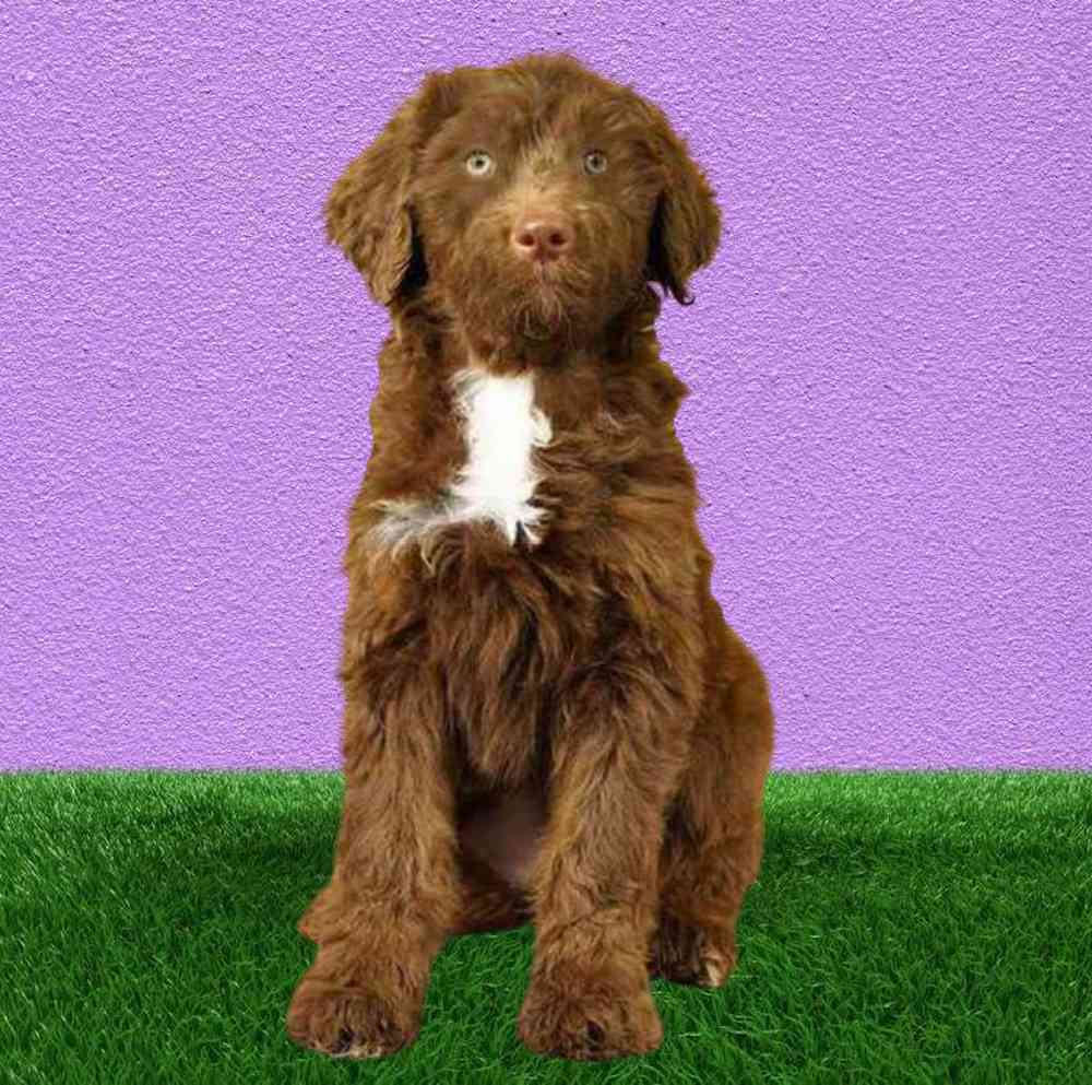 Female Aussiedoodle Puppy for Sale in Puyallup, WA