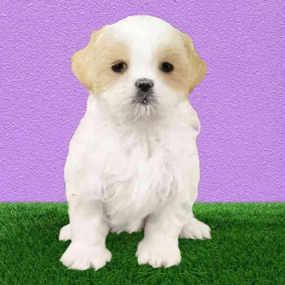 Female Shih Tzu Puppy for Sale in Puyallup, WA